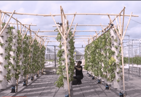 La plus grande ferme urbaine d’Europe installée sur un toit au centre d’exposition de la Porte de Versailles à Paris. (Image : Capture d’écran / YouTube)