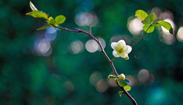 Le printemps. (Photo : Shenyunperformingarts.org)