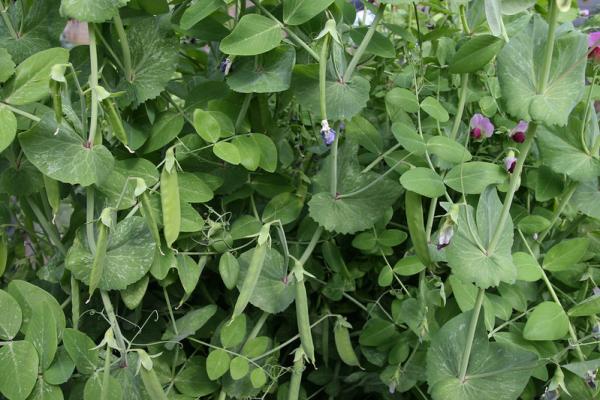 Pots de pois dans le jardin potager de l’école primaire MLK à Little Rock, Arkansas. Les pois et le persil constituent un excellent choix pour votre jardinage de printemps. (Image : Mary Hightower Uacescomm / Flickr / CC BY-SA 2.0)