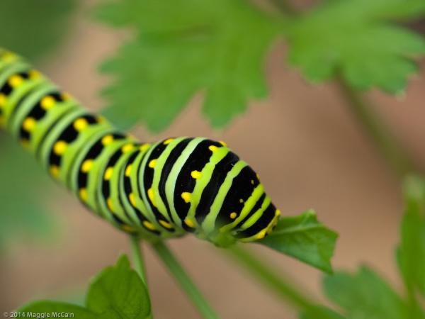 Une chenille à queue d’hirondelle sur un plant de persil du jardin potager de la Taverne Sheilds à Colonial Williamsburg, en Virginie. Bien que ces superbes créatures mangent votre persil, les dégâts sont insignifiants et elles sont fascinantes à observer.   (Image : Maggie McCain / Flickr / CC BY-SA 2.0) 