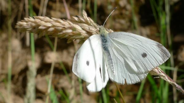 Un papillon blanc mâle de la rave à Dargo, en Australie. La piéride de la rave est la chenille de ce papillon. Les poules et les oiseaux chanteurs sont utiles pour lutter contre ces parasites.  (Image : John Tann / Flickr / CC BY 2.0)