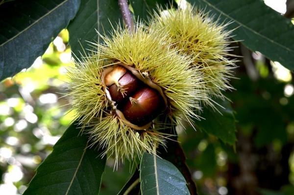 Les vertus de la châtaigne l’un des meilleurs fruits secs