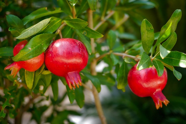 Les vertus de la grenade un fruit anti-âge