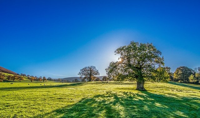 Sur quoi repose la sagesse ancestrale des proverbes français ?