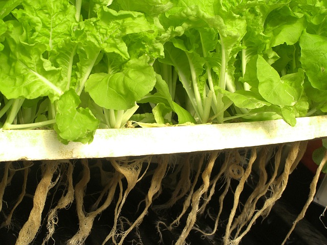 Légumes asiatiques cultivés chez soi dans une windowfarm avec du vermicompost 