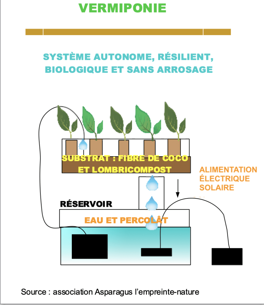 Légumes asiatiques cultivés chez soi dans une windowfarm avec du vermicompost 