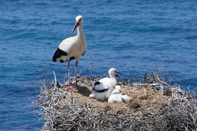 Le mystère de la migration saisonnière des oiseaux