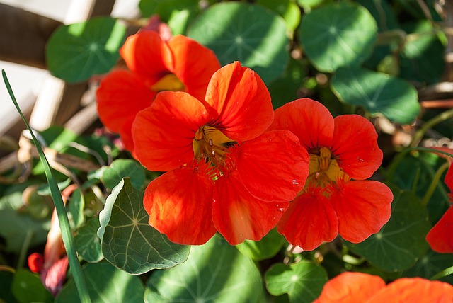 Six plantes anti-moustiques faciles à cultiver chez soi