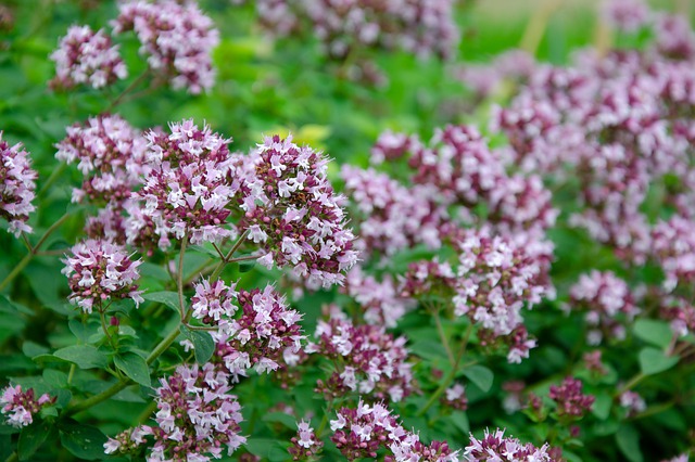 Six plantes anti-moustiques faciles à cultiver chez soi