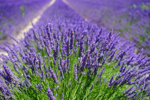 Six plantes anti-moustiques faciles à cultiver chez soi