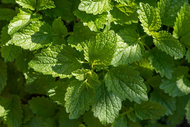 Six plantes anti-moustiques faciles à cultiver chez soi