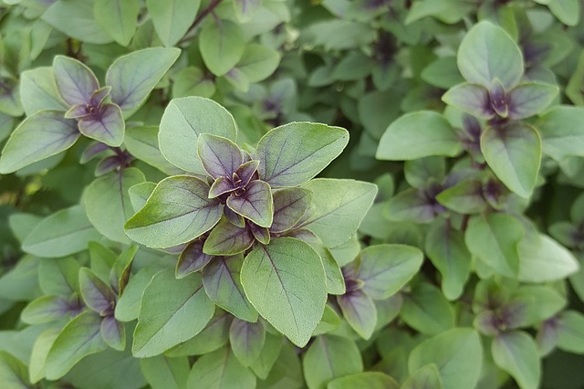 Six plantes anti-moustiques faciles à cultiver chez soi