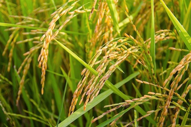 Le travail de Yuan Longping a remis sous les projecteurs la crise alimentaire chinoise 