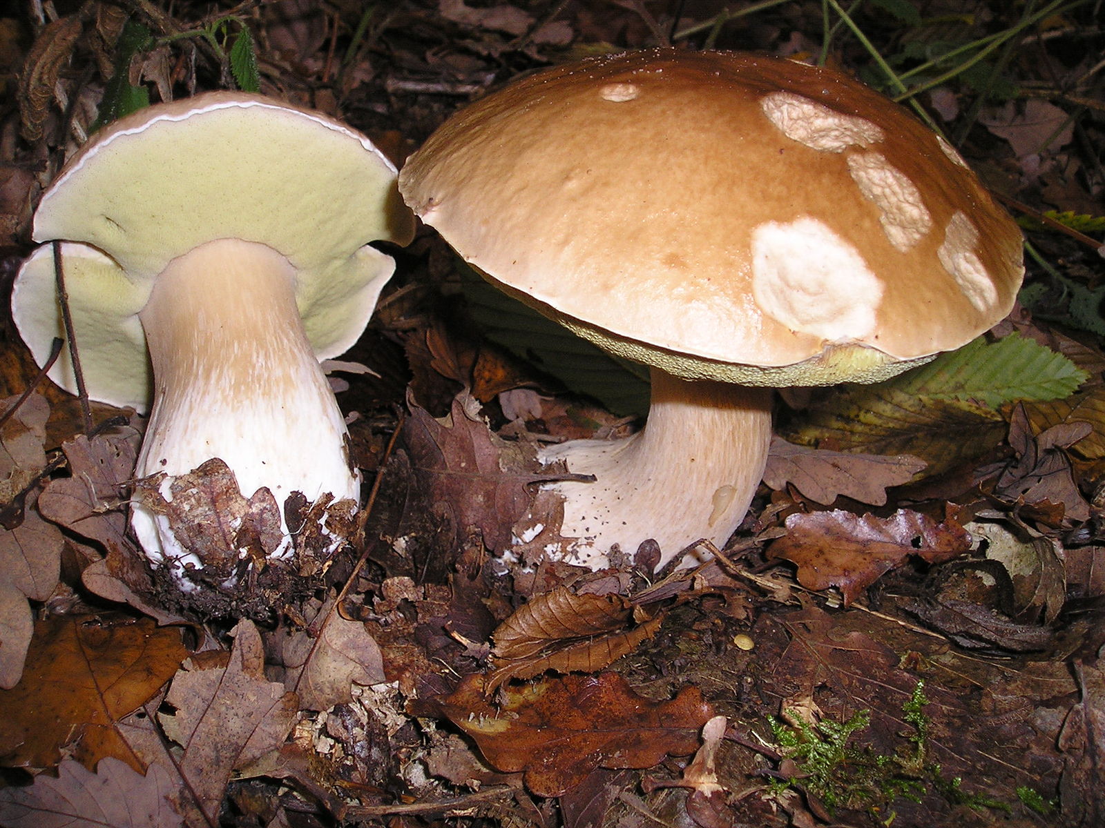 Les vertus médicinales des champignons dans le traitement et la prévention du cancer