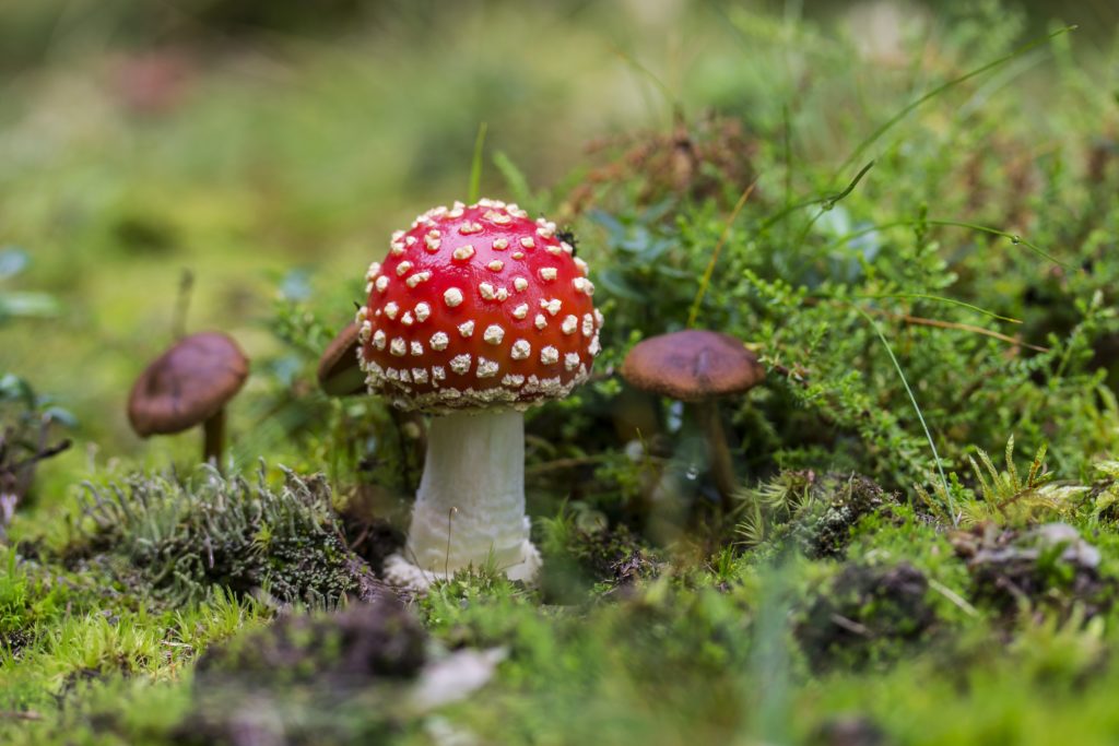 Les vertus médicinales des champignons dans le traitement et la prévention du cancer