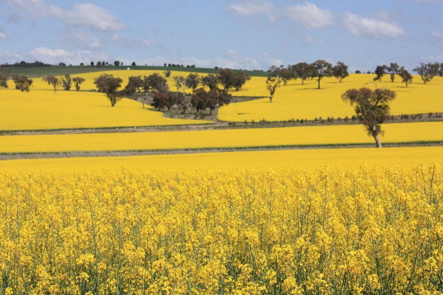 Canada : les conditions météorologiques extrêmes menacent les récoltes de canola, de fruits et de mollusques