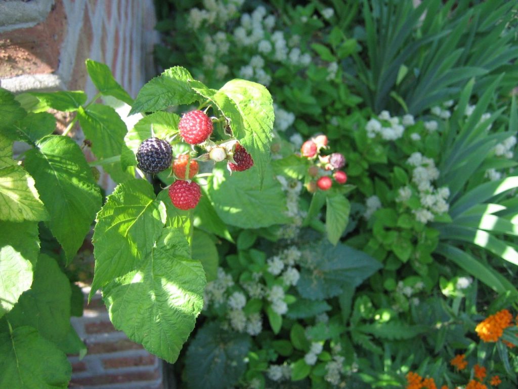 À la cueillette des plantes sauvages et comestibles : le pourpier et autres plantes d’été (2/2)