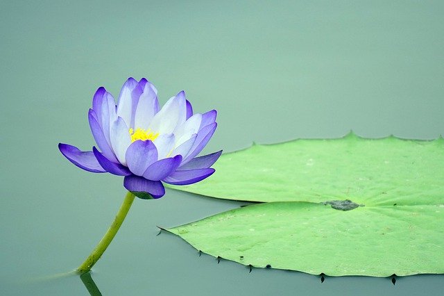 Le lotus sacré, c’est bien plus qu’une fleur 