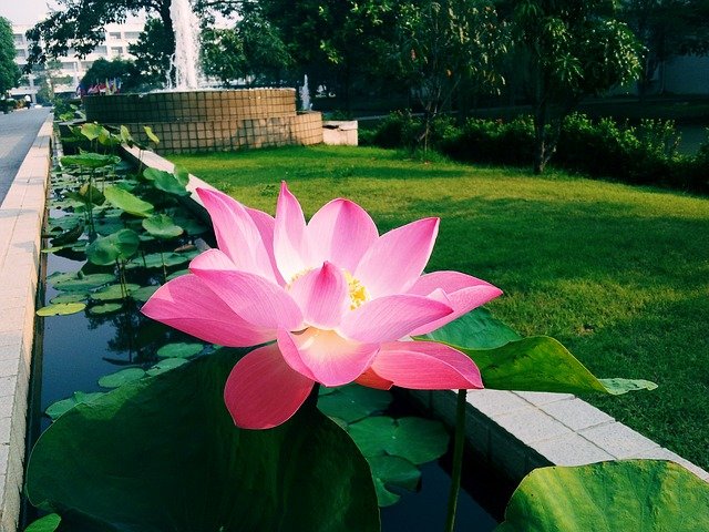 Le lotus sacré, c’est bien plus qu’une fleur 