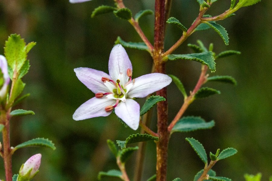 Buchu : herbe miracle et plante indigène d’Afrique du Sud