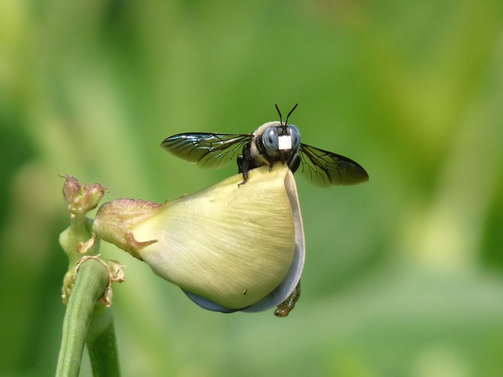 Quatre choses à faire pour favoriser le retour des abeilles