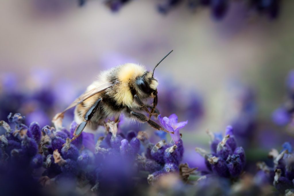 Quatre choses à faire pour favoriser le retour des abeilles