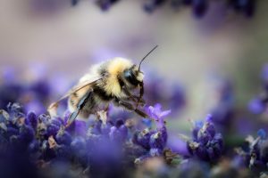 Quatre choses à faire pour favoriser le retour des abeilles