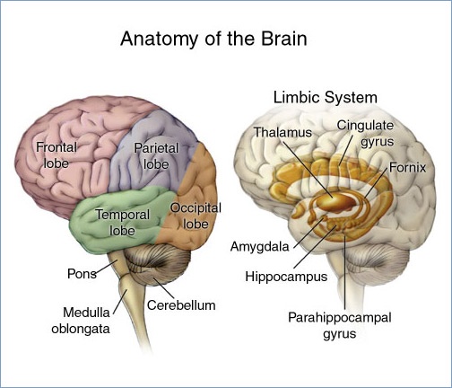 Une nouvelle étude suggère que l’excès de café pourrait réduire le volume du cerveau