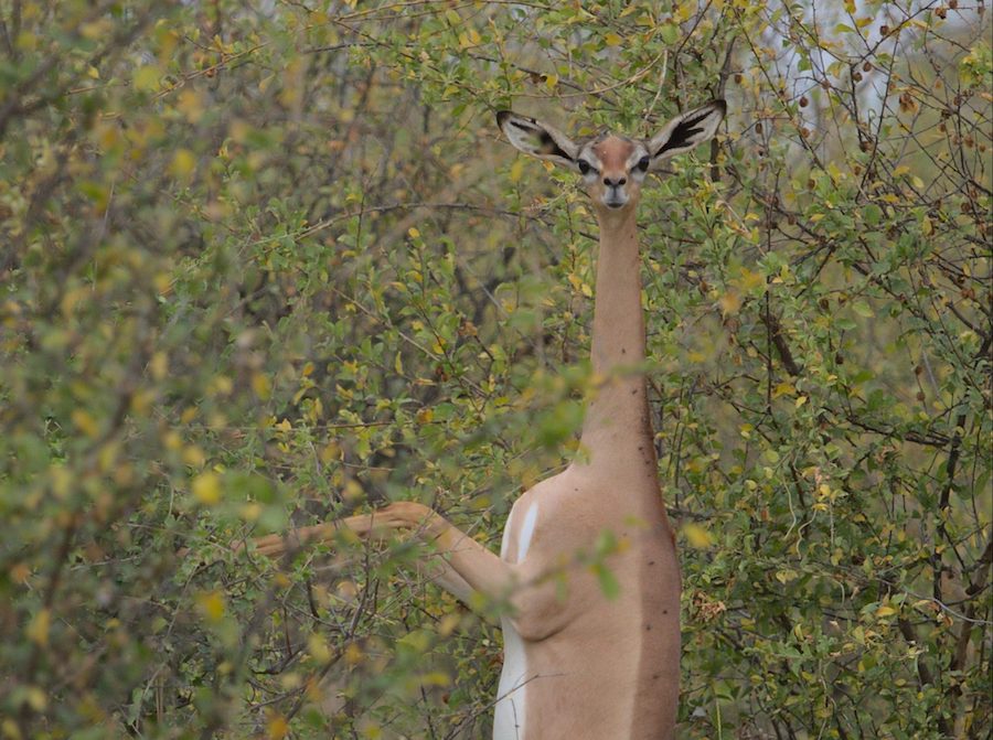 Le Gérénuk : une antilope à cou de girafe qui parvient à survivre sans eau