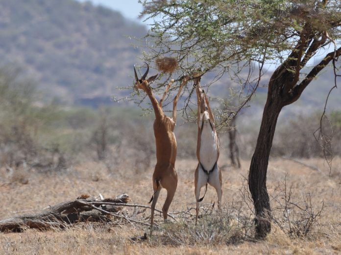 Le Gérénuk : une antilope à cou de girafe qui parvient à survivre sans eau