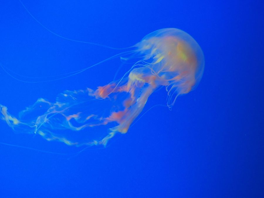 La Turritopsis nutricula : une méduse immortelle