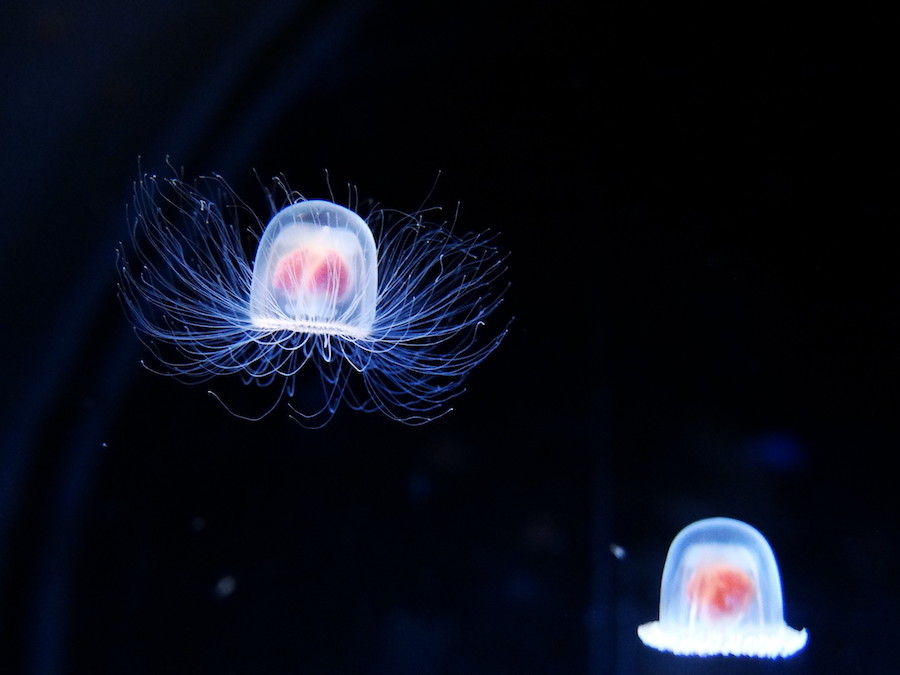 La Turritopsis nutricula : une méduse immortelle 