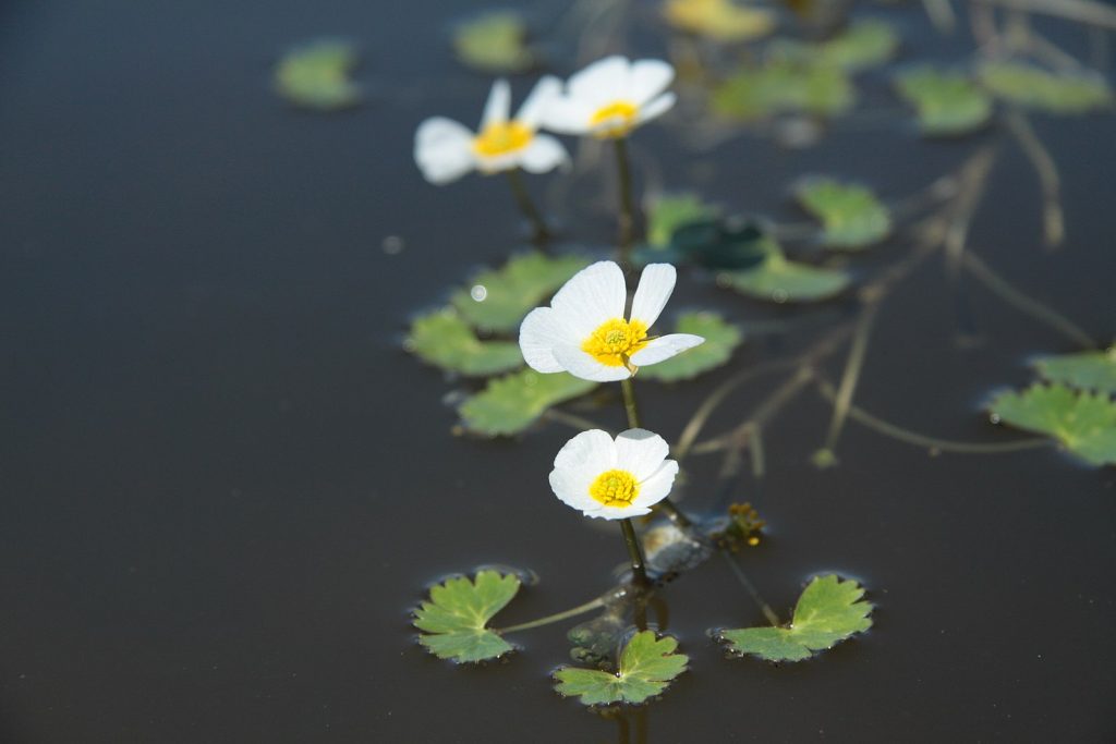 Une piscine naturelle pour une baignade au coeur de la nature 