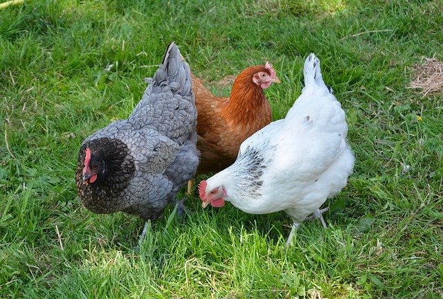 Poules de basse-cour : animaux de compagnie utiles, faciles et amusants