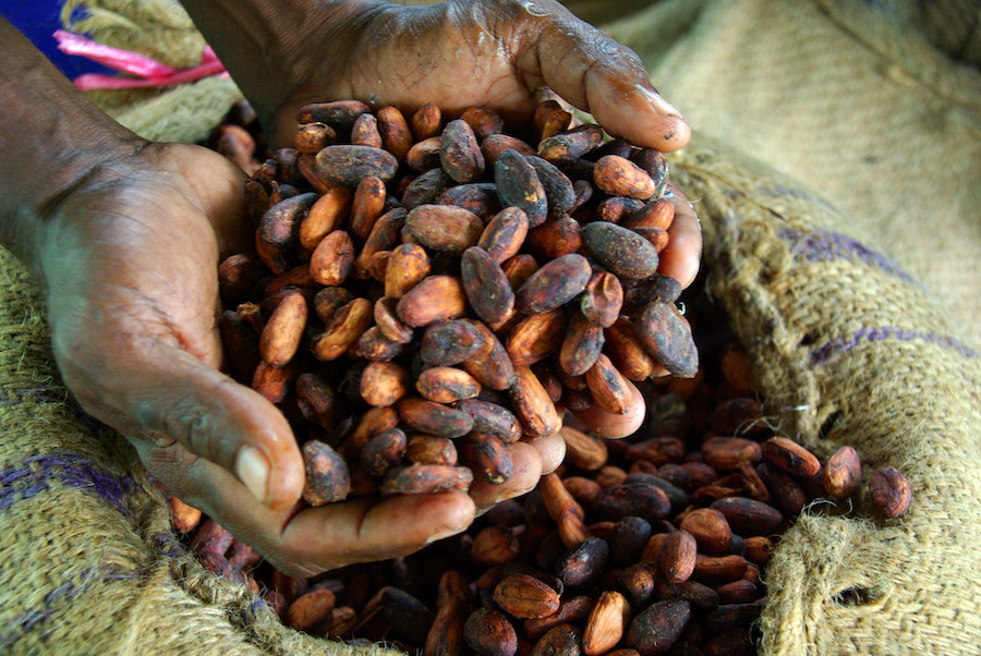 Nourrir la pensée : les meilleurs aliments pour la clarté mentale