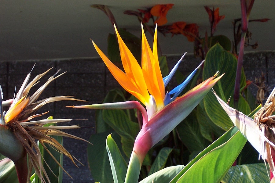 Les plantes sont de joyeuses amies pour les personnes vivant seules