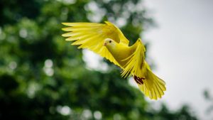 Les plumes d’oiseaux : un trésor à la fois ingénieux et plein de charme