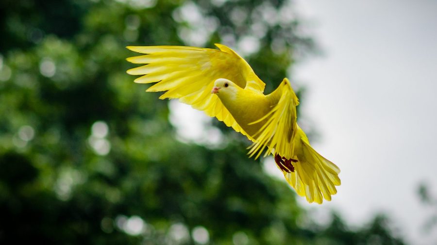 Les plumes d’oiseaux : un trésor à la fois ingénieux et plein de charme