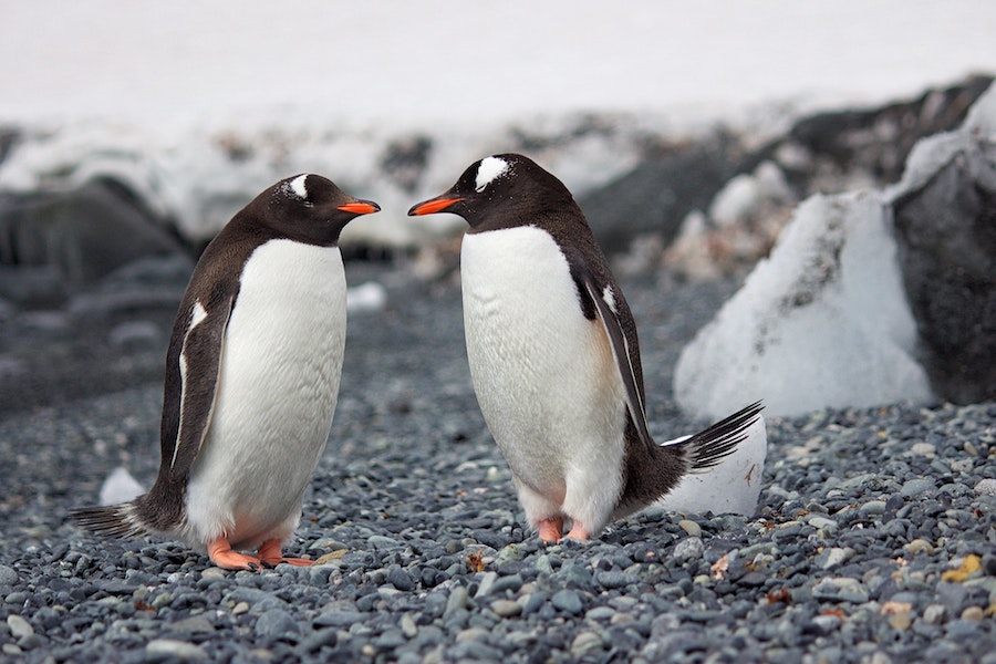 Les plumes d’oiseaux : un trésor à la fois ingénieux et plein de charme