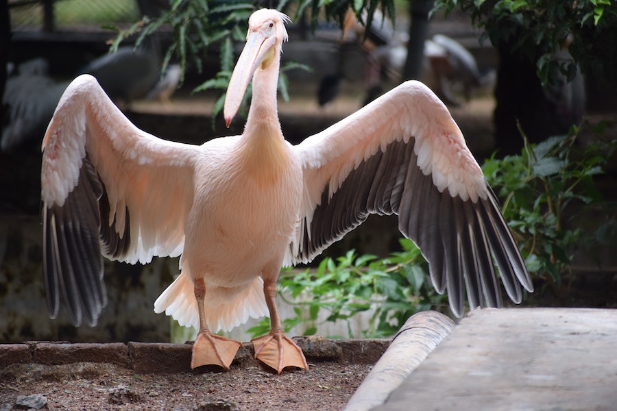 Les plumes d’oiseaux : un trésor à la fois ingénieux et plein de charme