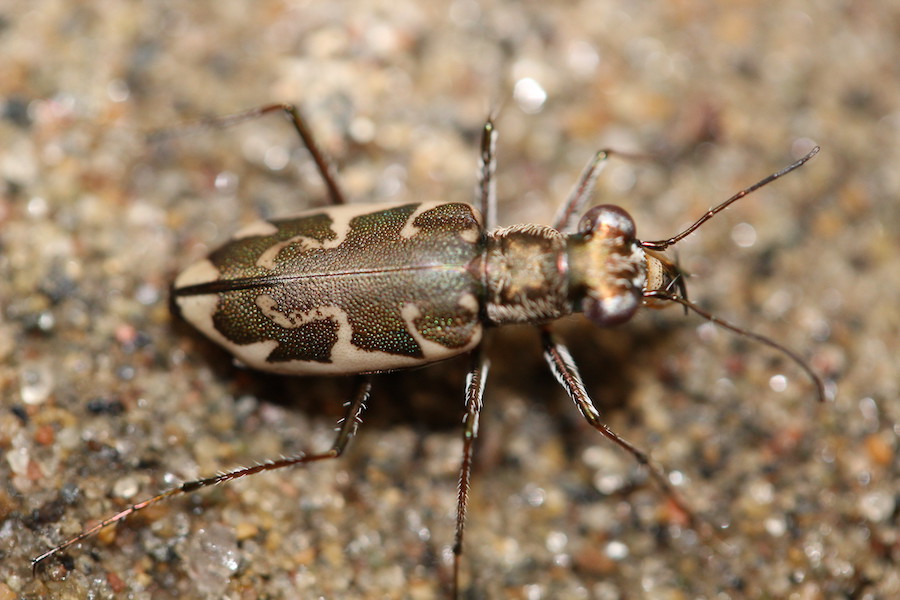 Sauver les insectes : notre écosystème en danger