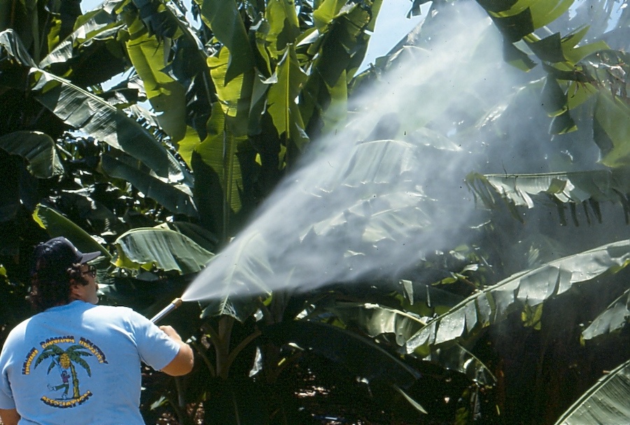 Sauver les insectes : notre écosystème en danger