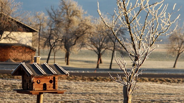 Comment nourrir les oiseaux en hiver pour leur bien-être et notre bonheur