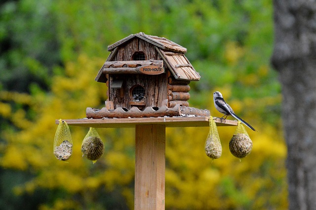 Comment nourrir les oiseaux en hiver pour leur bien-être et notre bonheur