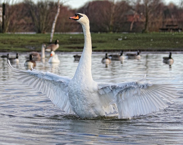 Comment nourrir les oiseaux en hiver pour leur bien-être et notre bonheur