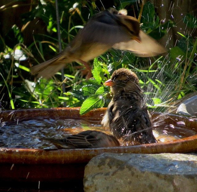 Comment nourrir les oiseaux en hiver pour leur bien-être et notre bonheur