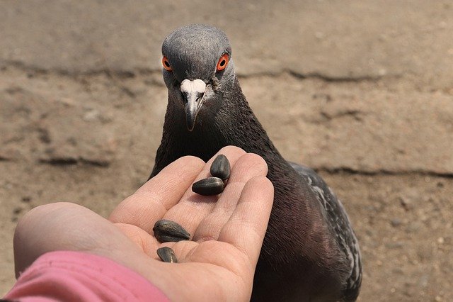 Comment nourrir les oiseaux en hiver pour leur bien-être et notre bonheur