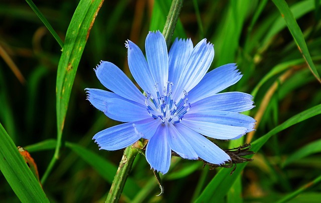 Chicorée : culture, bienfaits et utilisation - Promesse de Fleurs