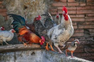 Les éleveurs français appelés à confiner leurs volailles alors que le virus de la grippe aviaire se propage dans toute l’Europe