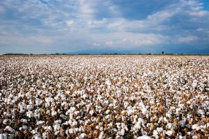 États-Unis : une ferme agricole accusée d’embaucher des immigrants blancs plutôt que des travailleurs noirs américains